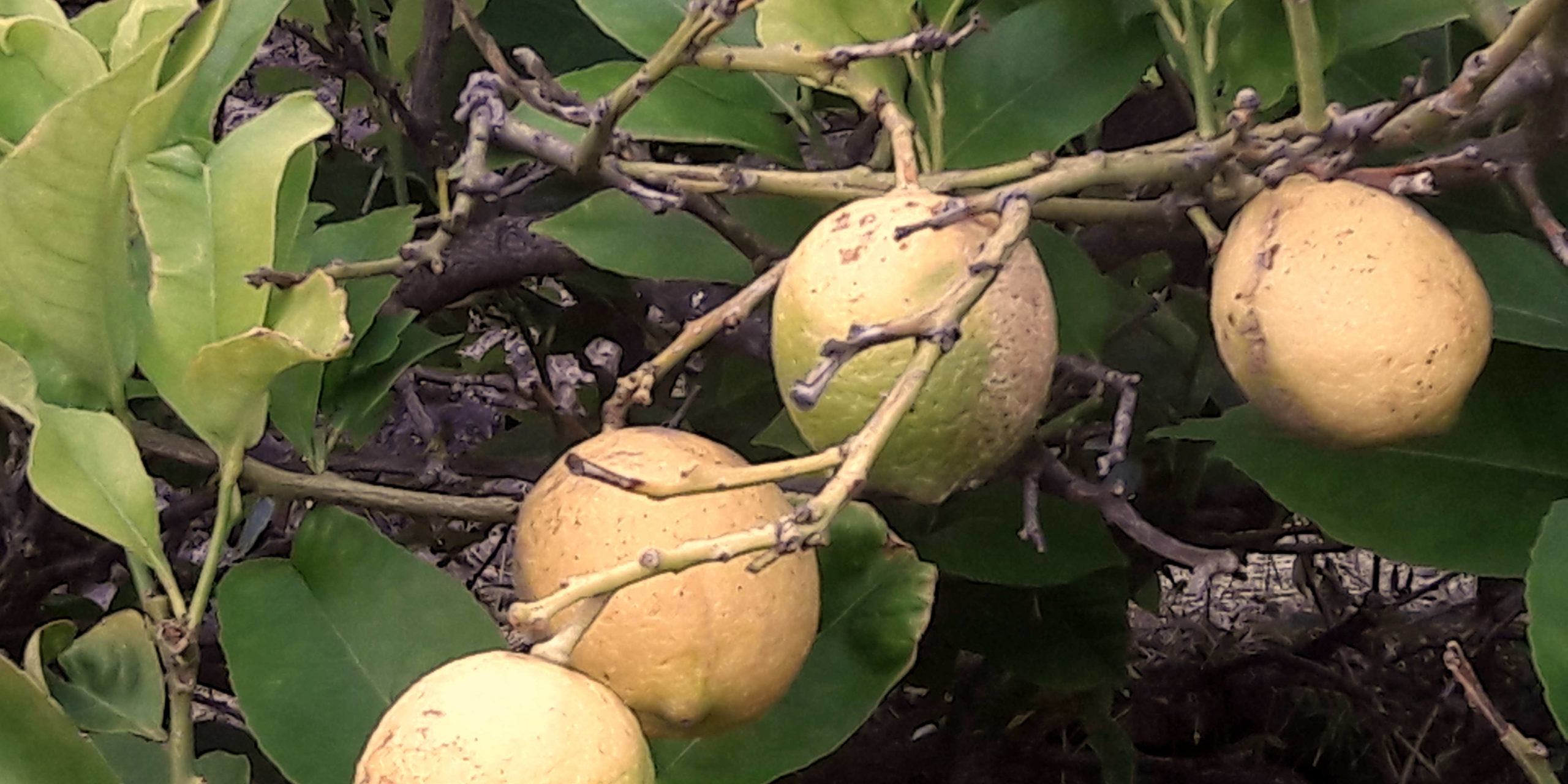 Zitrusfrüchte, Zitronenbaum